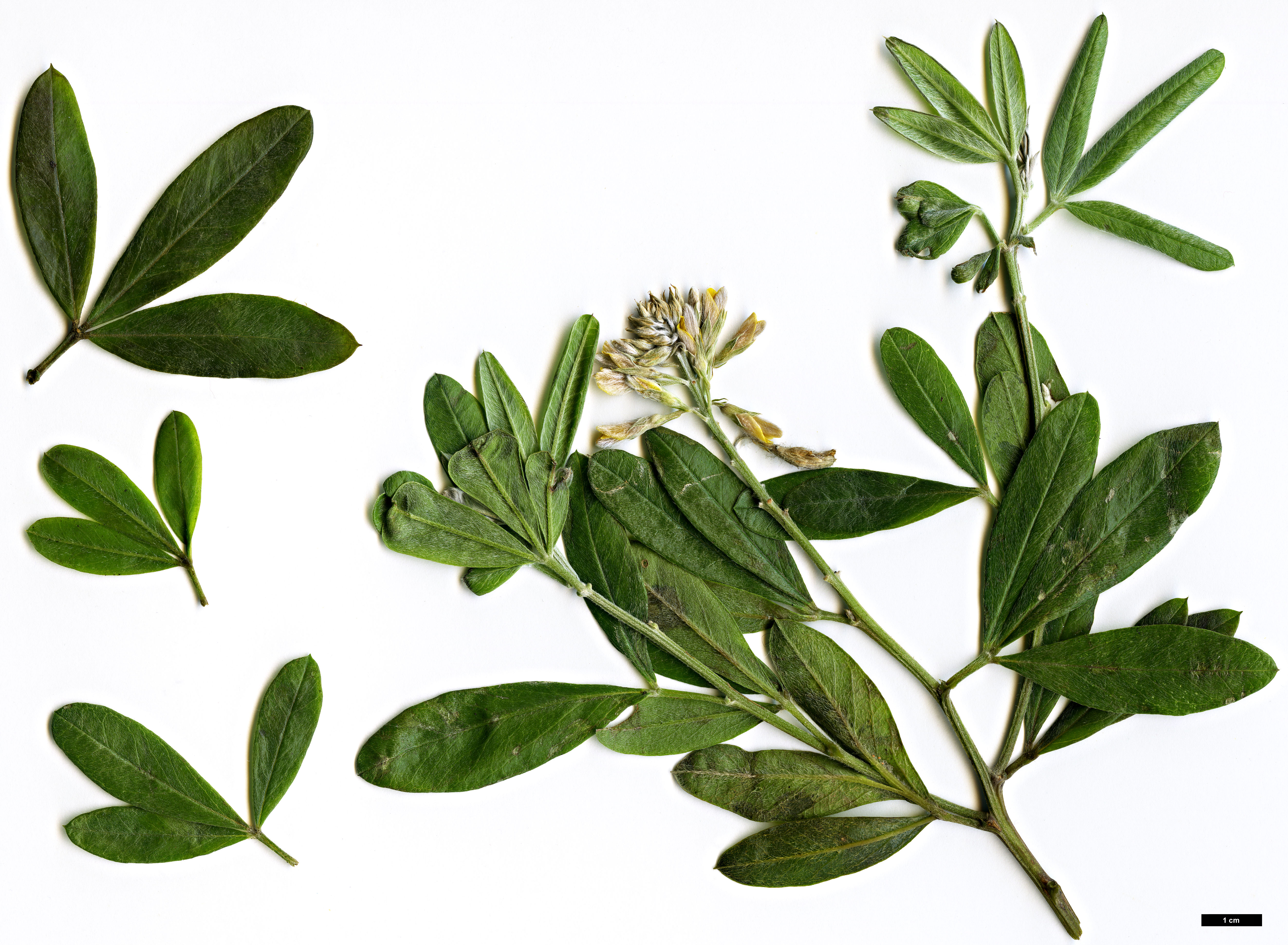 High resolution image: Family: Fabaceae - Genus: Teline - Taxon: nervosa